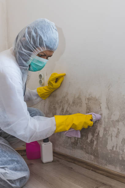 Best Residential Mold Inspection & Testing  in Laurel, MS