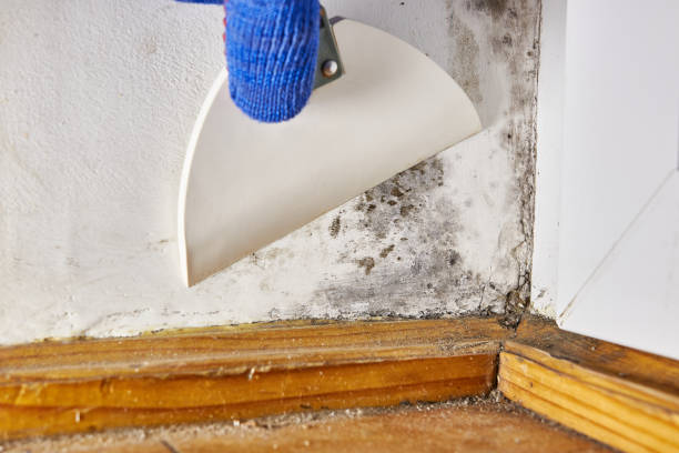 Best Commercial Mold Inspection  in Laurel, MS